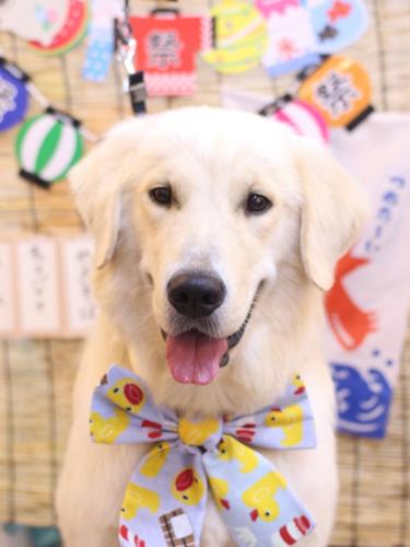 20240719レオくん